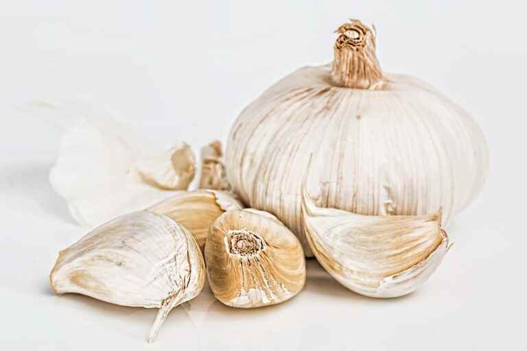 knoblauch gesund kaufen rezepte