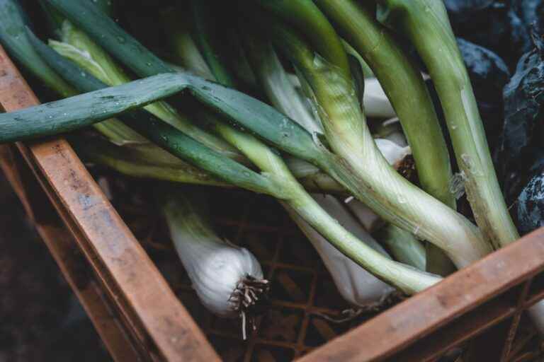 Knoblauch anpflanzen pflanzen anbauen