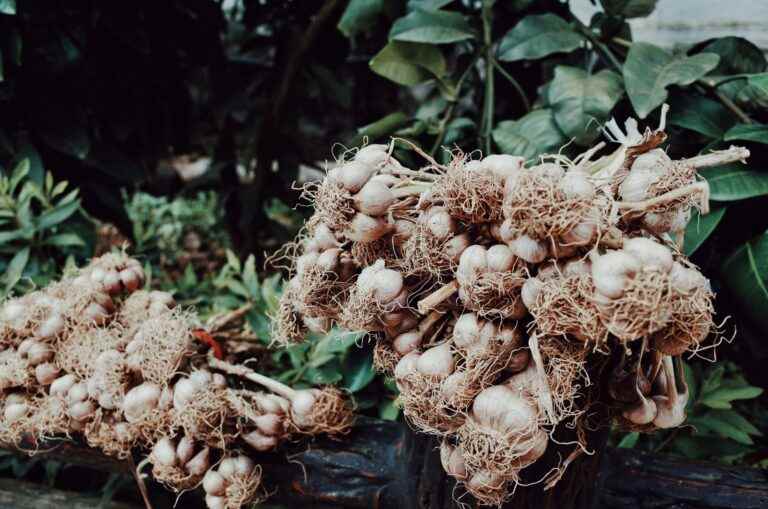 Knoblauch anpflanzen pflanzen