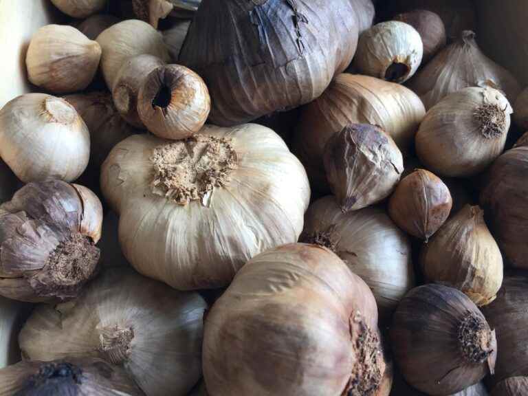 Schwarzer Knoblauch wo kaufen