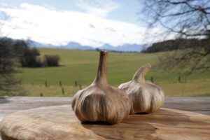 Black Garlic kaufen schwarzer knoblauch