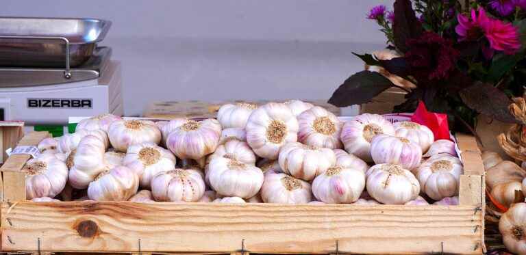 Knoblauch ernten