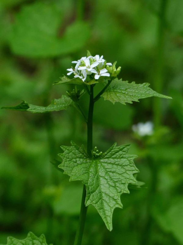 Knoblauchsrauke knoblauch rauke